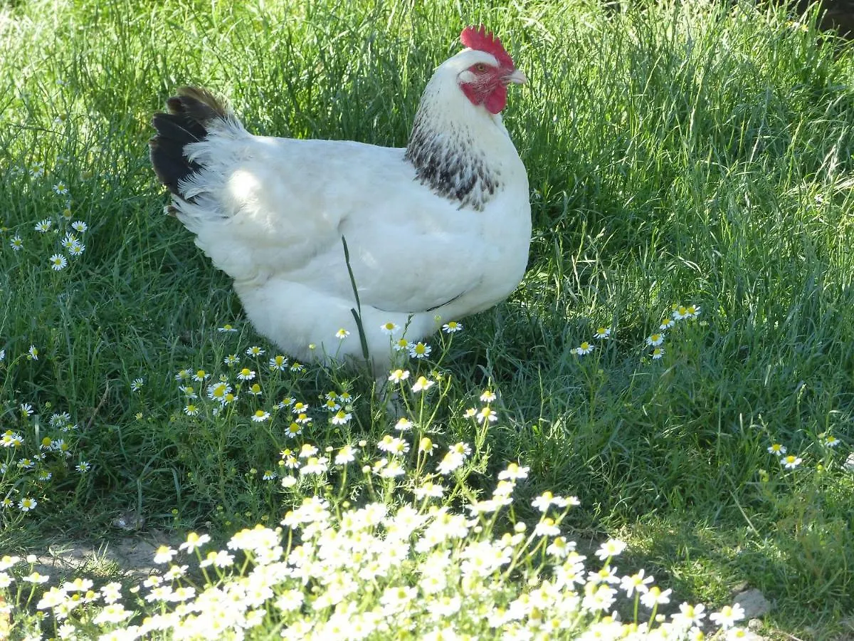 Bed & Breakfast Hameau Des Damayots Montbeugny Frankrijk